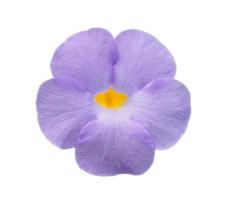 Isolated violet flower, cut outline on white background photo