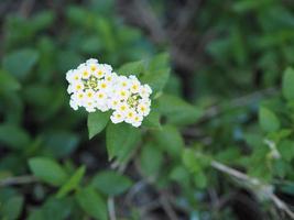 White color flower Lantana camara, Verbenaceae semi pointed shrub pointed leaf edge sawtooth blooming in garden blurred of nature background space for copy writer photo