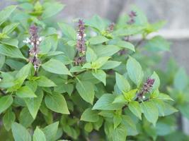 Sweet basil is light green with wide leaves while Thai basil has purple stems and flowers and spear-like leaves photo