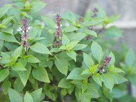 la albahaca dulce es de color verde claro con hojas anchas, mientras que la albahaca tailandesa tiene tallos y flores de color púrpura y hojas en forma de lanza foto