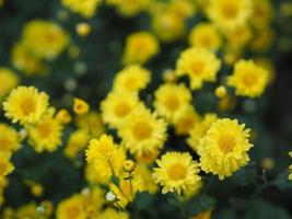 Chrysanthemum indicum Scientific name Dendranthema morifolium, Flavonoids,Closeup pollen of yellow flower blooming in garden on blurred of nature background photo