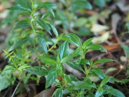 King of bitters Andrographis paniculata Burm, Wall. Ex Nees, Fah Talai jhon, Thai herbs relieve sore throat, reduce fever, green leaves tree plant bloom vegetable nature coronavirus, covid-19 photo