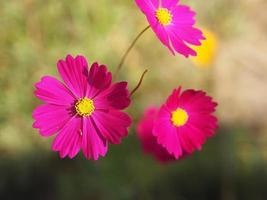 Cosmos flower springtime in garden, pink color on blurred of nature background photo