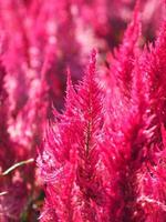 Cocks comb, Foxtail amaranth, red color Celosia argentea AMARANTHACEAE flowers blooming in garden blurred of nature background, Celosia plumose, Plumed Celusia, Wool Flower photo