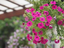 Wave dark pink Cascade Solanaceae,  Petunia hybrid Vilm, Large petals single layer Grandiflora Singles flower in a plastic pot blooming in garden on blurred nature background hanging on the tree photo