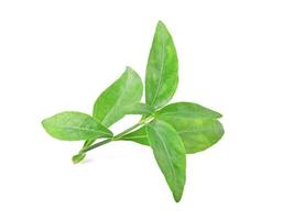 Andrographis paniculata isolated on a white background photo