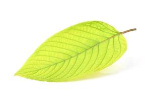 Mitragyna speciosa korth,Kratom isolated on white background. photo