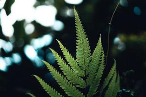 Dark green leaves nature background photo