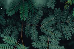 Dark green leaves nature background photo