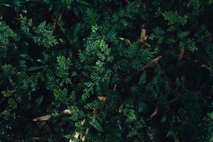 Dark green leaves nature background photo