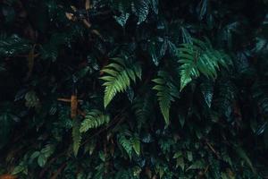 Dark green leaves nature background photo