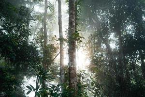 morning green forest and fog photo