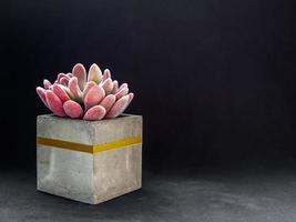 Modern cubic concrete planter with pink succulent plant. Painted concrete pot for home decoration photo