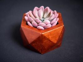 Modern geometric concrete planter with succulent plant. Painted concrete pot for home decoration photo