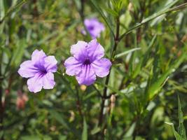 Waterkanon, Watrakanu, Minnieroot, Iron root, Feverroot, Popping pod, Cracker plant, Trai-no, Toi ting ACANTHACEAE, Britton Wild, Mexican Bluebell, Petunia violet flower garden nature background photo