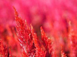 Cocks comb, Foxtail amaranth, red color Celosia argentea AMARANTHACEAE flowers blooming in garden blurred of nature background, Celosia plumose, Plumed Celusia, Wool Flower photo