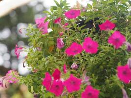 ola de color rosa oscuro en cascada, nombre de familia solanaceae, nombre científico petunia híbrido vilm, grandiflora flor individual en una maceta de plástico que florece en el fondo de la naturaleza garde anging ohn the tree foto