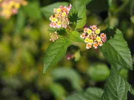 Colorful pink yellow color flower Lantana camara, Verbenaceae semi pointed shrub pointed leaf edge sawtooth blooming in garden blurred of nature background space for copy writer photo