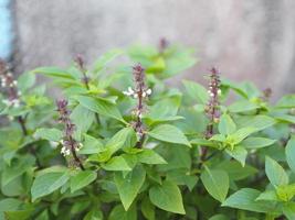 Sweet basil is light green with wide leaves while Thai basil has purple stems and flowers and spear-like leaves photo