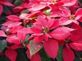 estrella de navidad, árbol de hojas verdes y rojas de poinsettia que florece en el fondo de la naturaleza del jardín foto