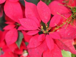 estrella de navidad, árbol de hojas verdes y rojas de poinsettia que florece en el fondo de la naturaleza del jardín foto