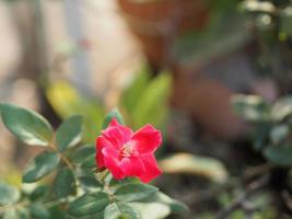 pink rose flower arrangement Beautiful bouquet blooming in garden on blurred of nature background symbol love Valentine Day beautiful photo