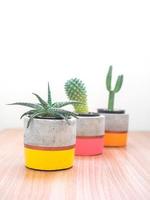 Colorful modern concrete planters with cactus plants. Painted concrete pots for home decoration photo