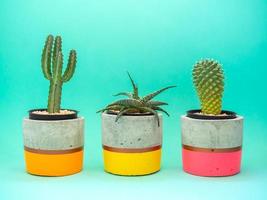 Colorful modern concrete planters with cactus plants. Painted concrete pots for home decoration photo