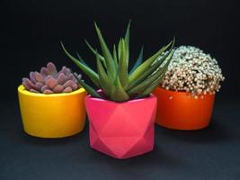 Beautiful various geometric concrete planters with cactus, flower and succulent plant. Colorful painted concrete pots for home decoration photo