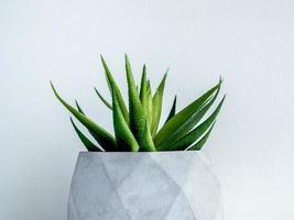 Concrete pot. Modern geometric concrete planter. photo