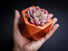 Modern geometric concrete planter with succulent plant. Painted concrete pot for home decoration photo