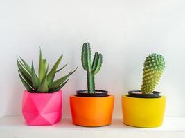 Beautiful various geometric concrete planters with cactus, flower and succulent plant. Colorful painted concrete pots for home decoration photo