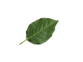 rose leaves on a white background photo