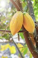 Cacao tree with cacao pods in a organic farm. photo