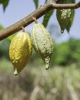 Cacao tree with cacao pods in a organic farm. photo