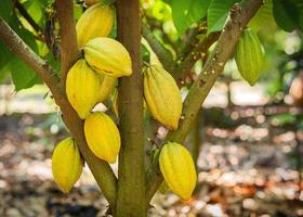 Cacao tree with cacao pods in a organic farm. photo