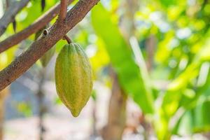 Cacao tree with cacao pods in a organic farm. photo