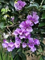 Beautiful garlic vine flowers close up photo