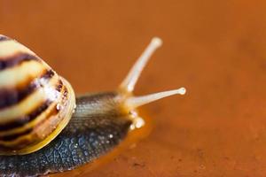 Snail crawling on the floor photo