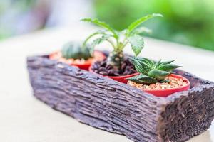 Small cactus in flower pots with cofee bean photo