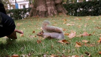 mão humana alimentando o esquilo faminto com amendoim no parque de londres. mão alimentando esquilo fofo com uma noz. vida londrina.