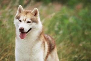 Siberian Husky portrait with nature background. Fluffy dog face. photo