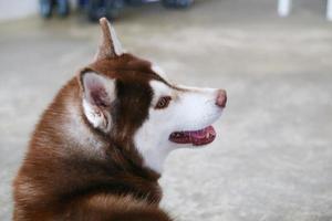 Siberian husky smiling portrait. Happy dog. photo
