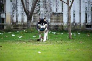 Siberian husky hold toy in mouth and walking at the park. Dog unleashed at grass field. photo