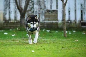 Siberian husky hold toy in mouth and walking at the park. Dog unleashed at grass field. photo