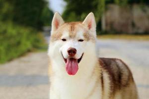 Siberian Husky portrait. Fluffy dog face. photo