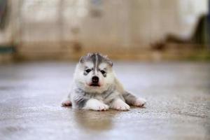 Siberian husky puppy gray and white colors lying on floor. Fluffy puppy. photo