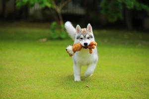 cachorro husky siberiano jugando con muñeca en el parque. cachorro esponjoso desatado en el campo de hierba. foto