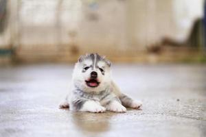 Siberian husky puppy lying on floor. Fluffy puppy. photo