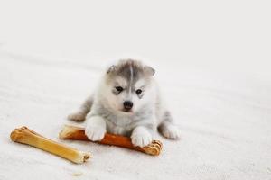 Siberian husky puppy with bone lying on carpet. Fluffy puppy with bone. photo